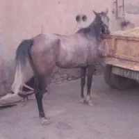 اسب