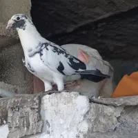نر ابلق