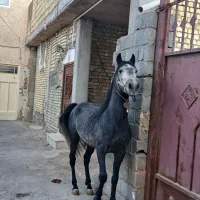 اسب کری|اسب و تجهیزات اسب‌سواری|قهدریجان, |دیوار