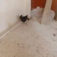 مرغ وجوجه