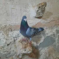 کبوتر