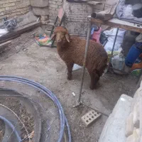بره نر