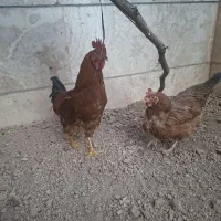 مرغ وخروس