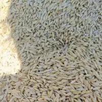 جو آبی و دیم ۳۰ تن