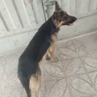 نرهست