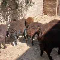 ۹ راس بره درجه یک افشار و تمیز