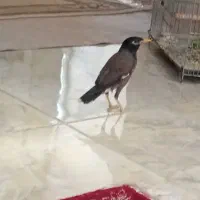 مرغ مینا