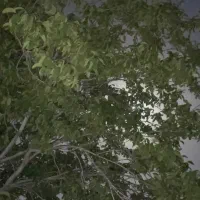 فروش-باغ-ثمری-واقع-در-سه-راهی-قره-چمن-خان-زنیان