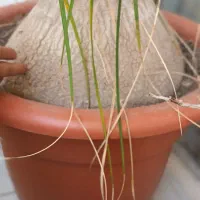 گل لیندا