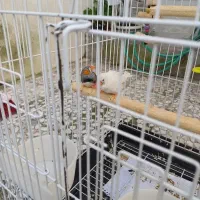 جفت فنچ کینگ با تخم