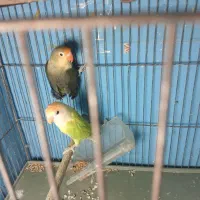 طوطی برزیلی/عروس هلندی/کبوتروارداتی/مرغ عشق