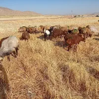 12راس میش جوان