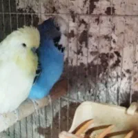 مرغ عشق انگلیسی طوطی برزیلی