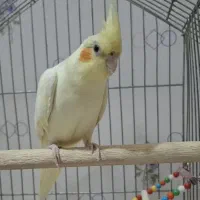 عروس هلندی ماده بالغ