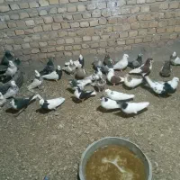 ۳۰ عدد کبوتر