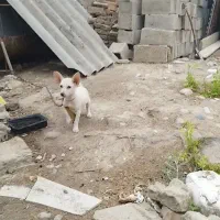 واگذاری سگ پاکوتاه نر
