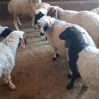 پانزده راس بره پای پروار