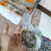 گرینچیک آناناسی سرلاکی