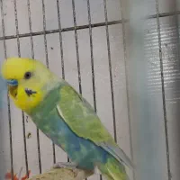 جفت رینبو ماده تافت کرست ردی تخم