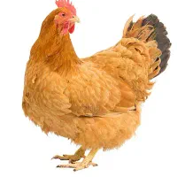 مرغ تخمگزار