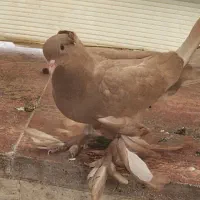 کبوتر راعبی