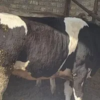 گوساله ماده چاق|حیوانات مزرعه|کاشان, دشت لتحر|دیوار