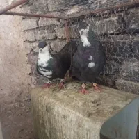 کبوتر رسمی