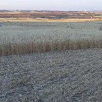 بذریونجه