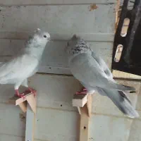 کبوتر|پرنده|شیراز, صنایع الکترونیک|دیوار