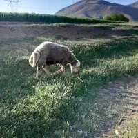قورچ|حیوانات مزرعه|زاغه, |دیوار