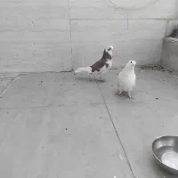 کفتر نر و ماده