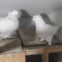 کفتر کبوتر راعبی سفید دو دم سفید