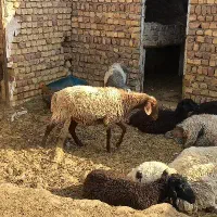 بره سبک