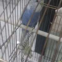 مرغ عشق انگلیس