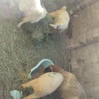 کهره بره
