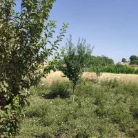 علف سبزه یونجه و شبدر دیم