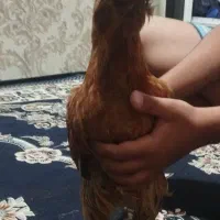 خروس لهستانی
