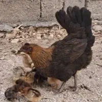 مرغ کوردی
