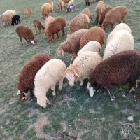 فروش گوسفند