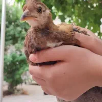 جوجه مرغ رسمی