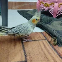 طوطی عروس هلندی