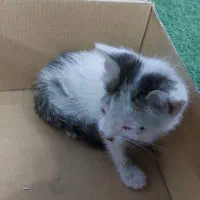 بچه گربه