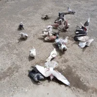 کبوتریا کفترپرشی