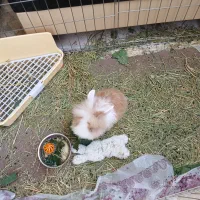 خرگوش