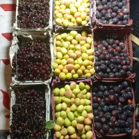 گیلاس تک دانه