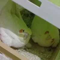 عروس هلندی لوتینو هیکلی سالم با 3 تا جوجه،کل لوازم