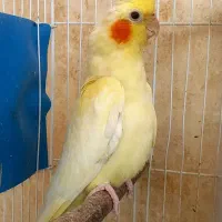 عروس هلندی ماده بالغ