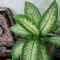 گل خانگی زیبا