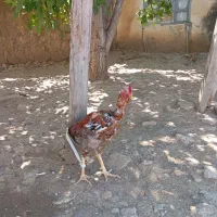 یک عدد خروس لاری