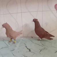 پرنده